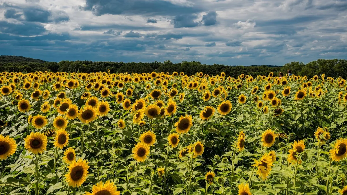 Girasol