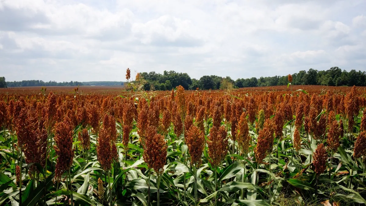 Sorgo