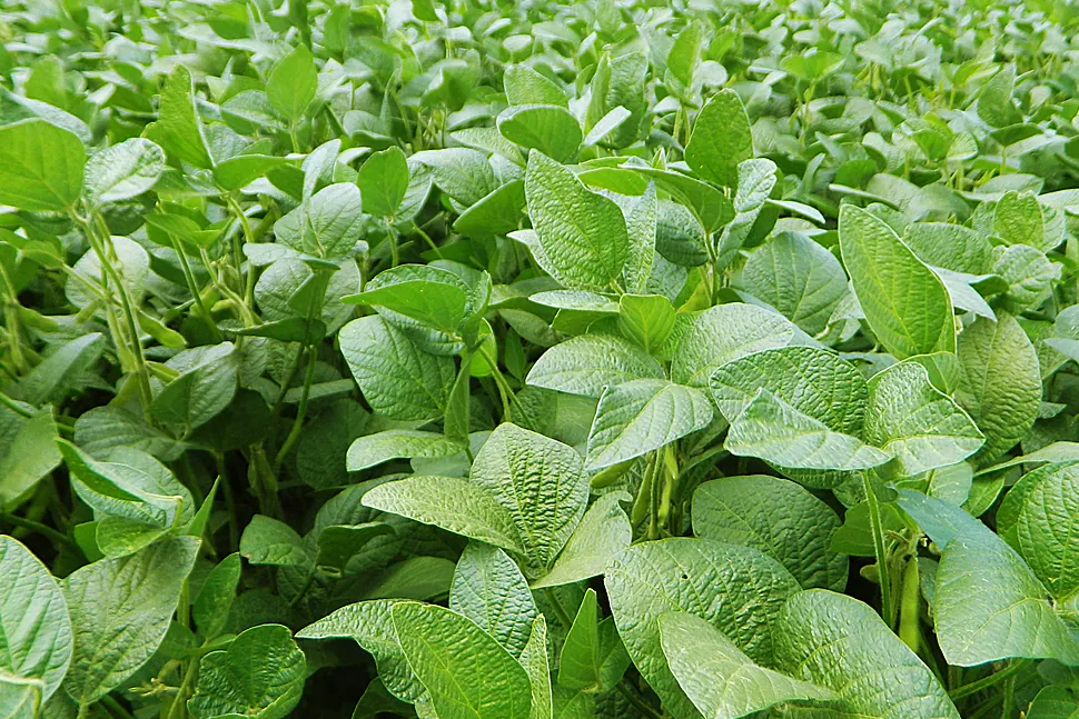 Sanidad Vegetal