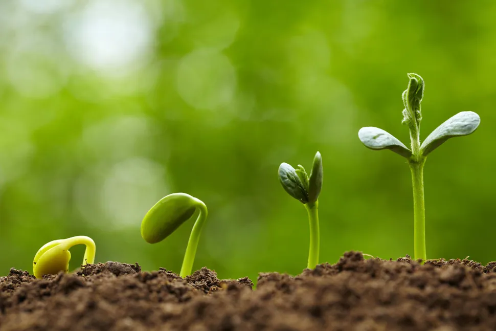 Bioestimuladores Vegetales